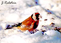 Carduelis carduelis